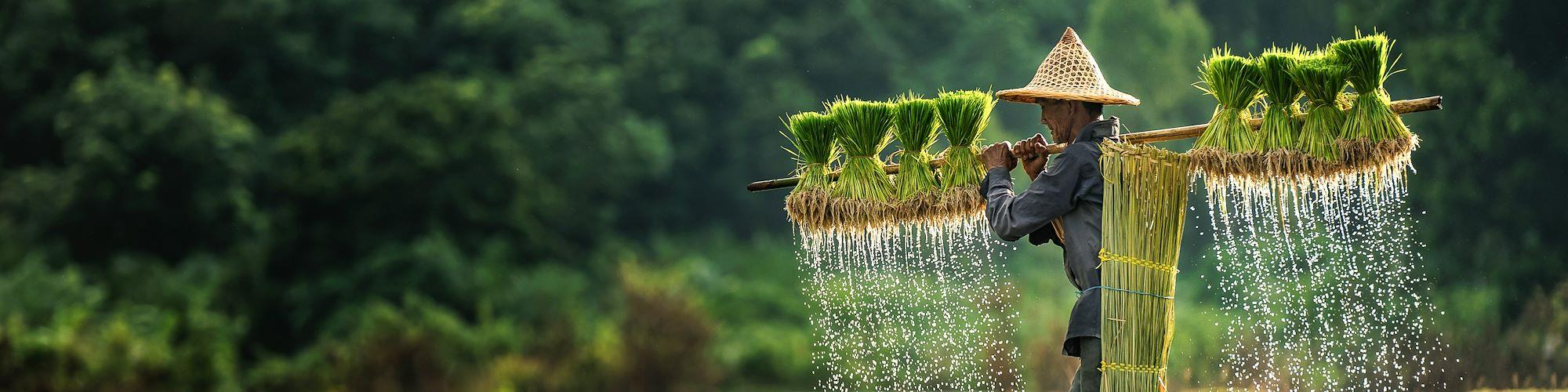 Saveurs d’Asie © Oulailux / Adobe Stock - Agriculteur dans une rizière - Cambodge