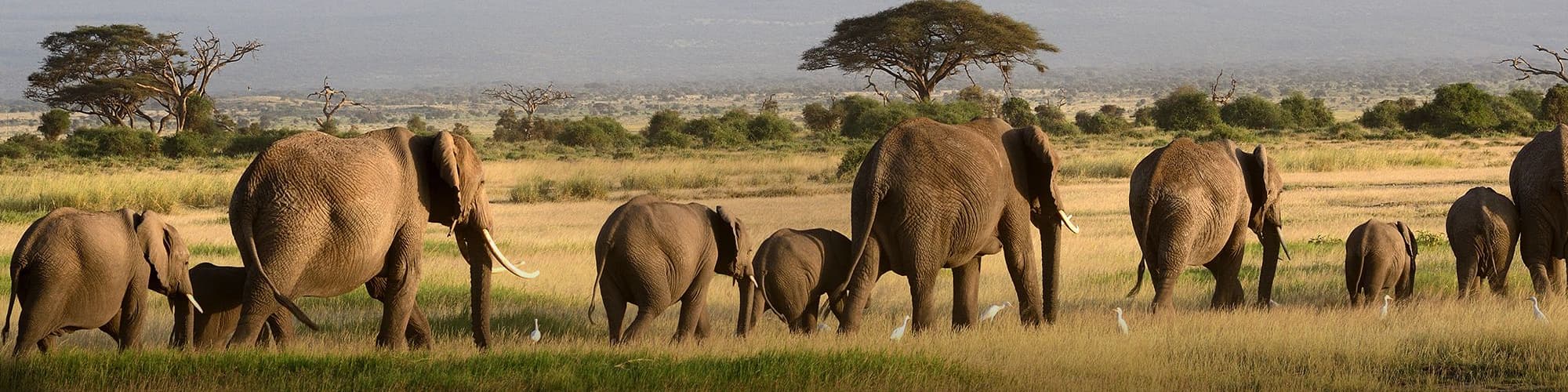 Voyage, trek et safari en Tanzanie © Nyiragongo / Adobe Stock