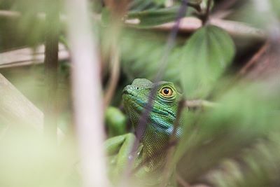 Voyage Costa Rica