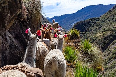 Voyage  Arequipa et Canyon de Colca