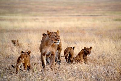  Au Rythme de la Savane: la Grande Migration