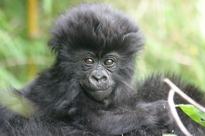 Forêts impénétrables et safaris