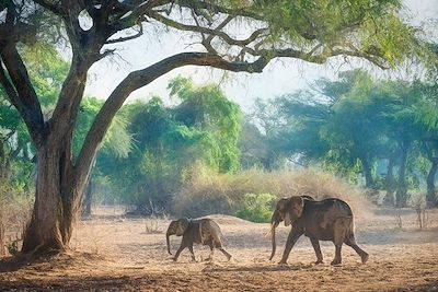 Safari Zimbabwe