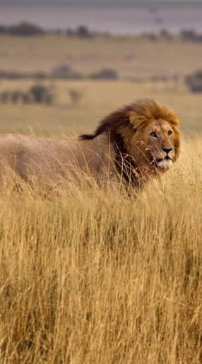 Voyage Kenya