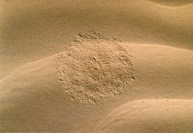 Les insectes du Sahara