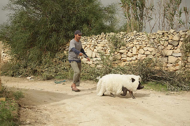 Le cochon de Gaza