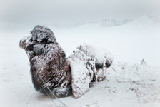 Prisonniers de l'Himalaya