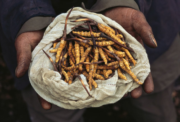 Yarsagumbu, l'or de l'Himalaya