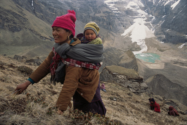 Yarsagumbu, l'or de l'Himalaya