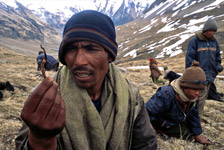 Yarsagumbu, l'or de l'Himalaya