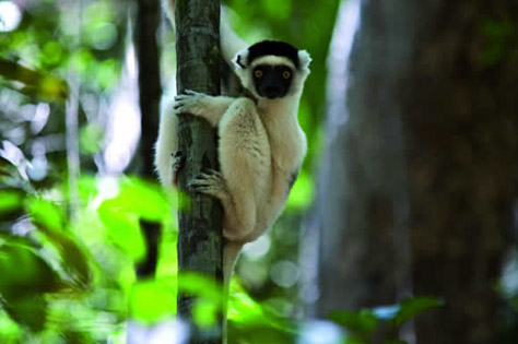 Makay, les aventuriers du monde perdu