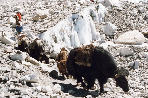 Sherpas les vrais héros de l'Everest