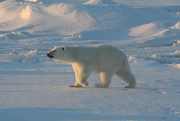 Tara, voyage au c&oelig;ur de la machine climatique